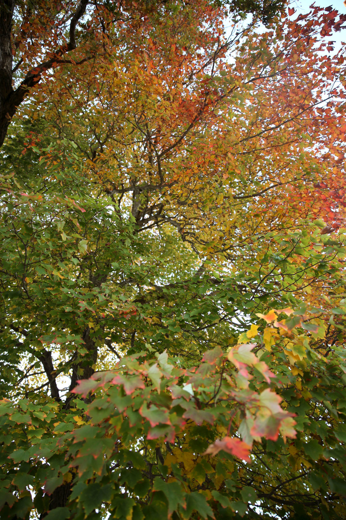102519_nws_fallfoliage
